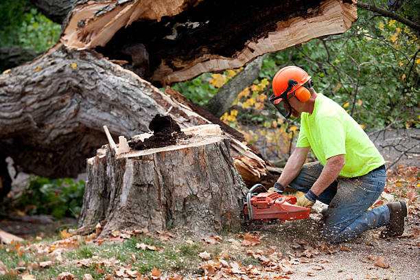 Pleasant Hill, CA Tree Services Company